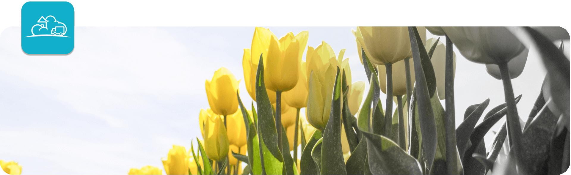 spring tulip flowers banner