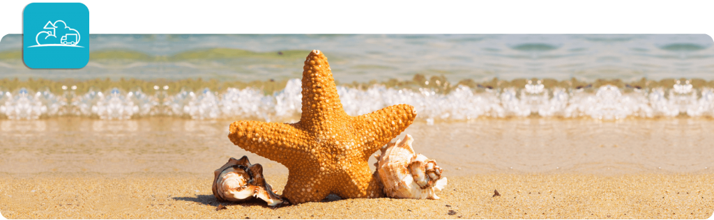 starfish and seashells on the beach with the tide behind